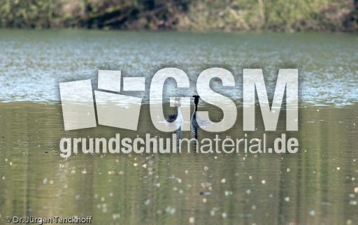 Haubentaucher (22 von 22).jpg